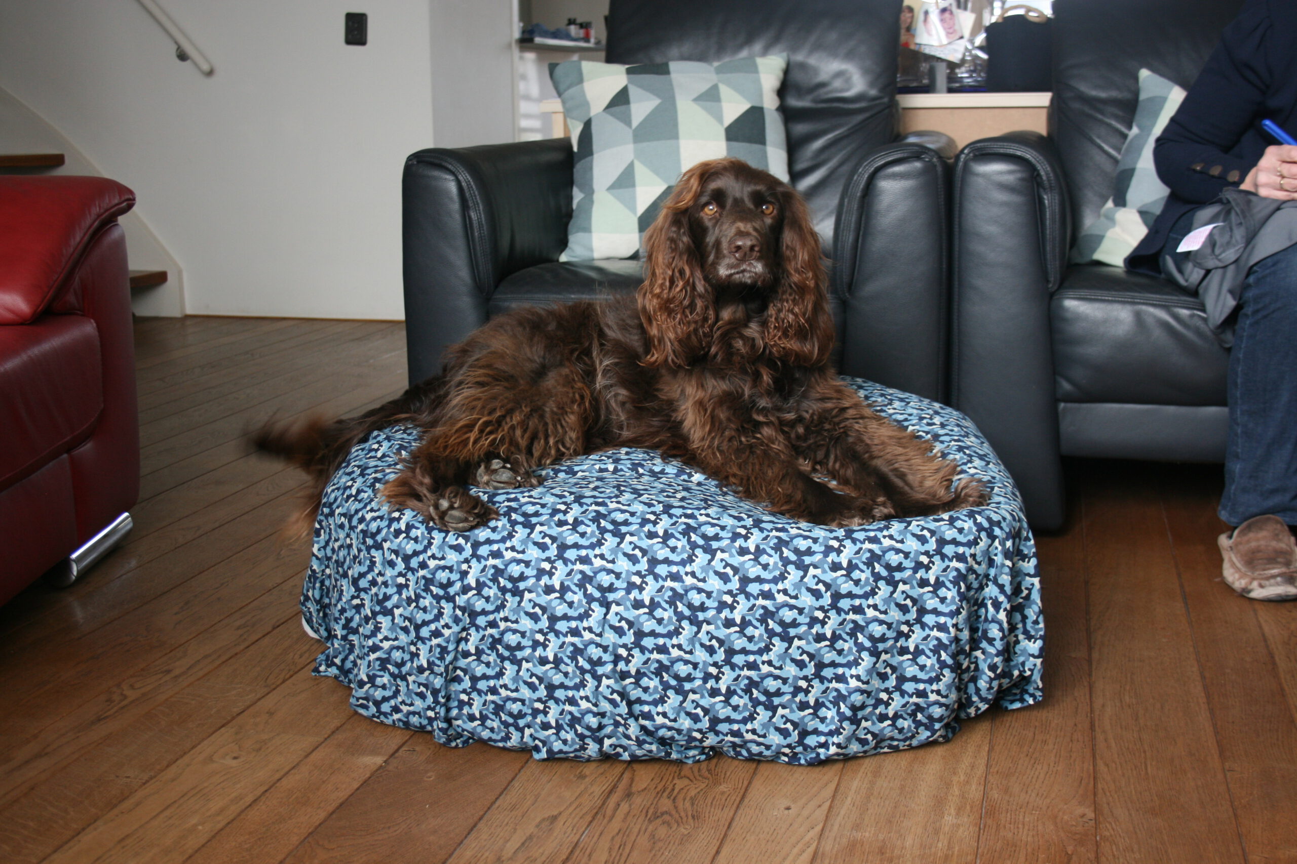 Hond op poef camouflage blauw dessin